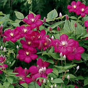 Clematis Rouge Cardinal